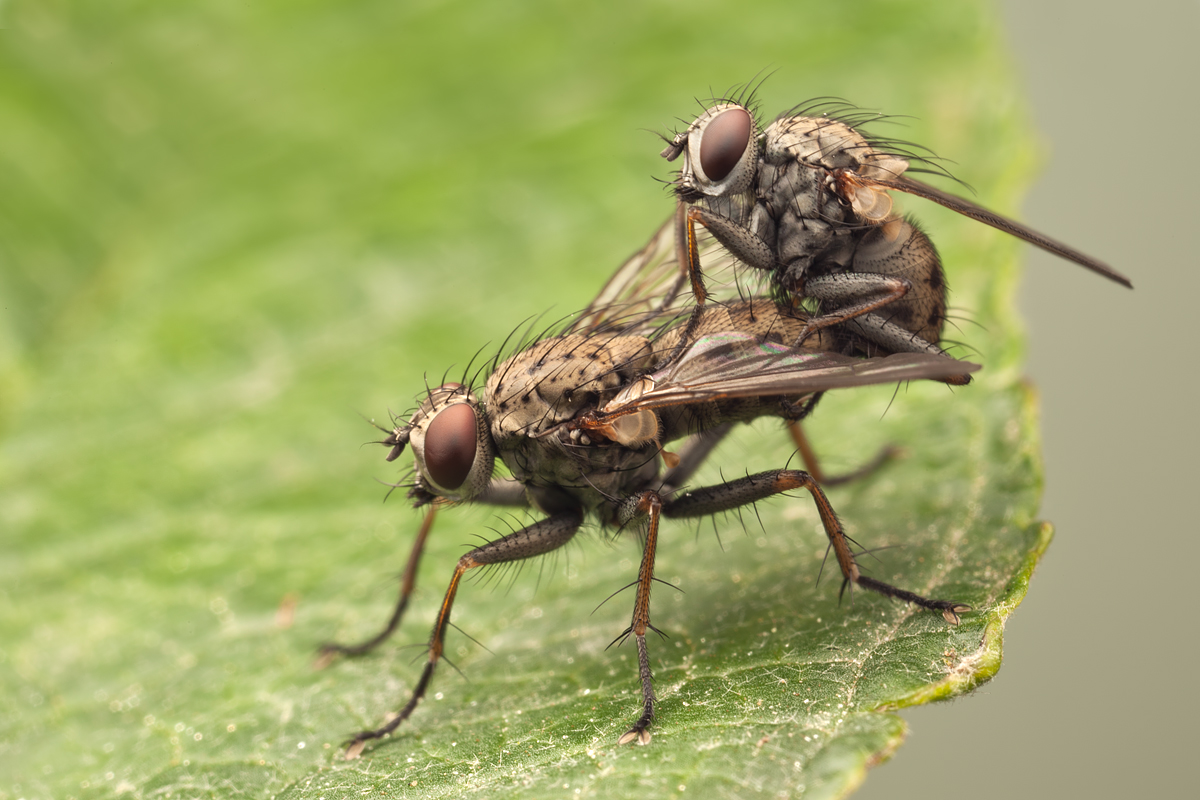 Mating Flies